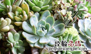 多肉招财手的养殖方法 多肉招财手植物图片