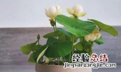 大容器碗莲种植方法教程 大容器碗莲种植方法教程视频