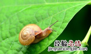 蜗牛是益虫吗它有什么特点? 蜗牛是益虫吗