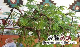 水杉盆景怎么浇水方法图片 水杉盆景怎么浇水方法