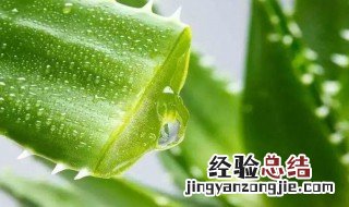 淡化疤痕的6个小妙招 芦荟胶可以淡化疤痕么