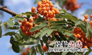 红豆杉种植方法和时间 红豆杉种植方法