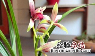 国魂兰花种植方法 国魂兰花属于什么品种