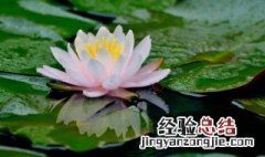 家养盆栽睡莲种植方法 家养盆栽睡莲种植方法图片