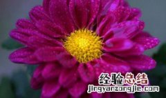 菊花水培生根方法 如何生根菊花