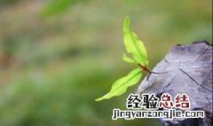 幸福树催芽的方法 4种方法使其快速发芽