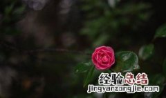 月季花怎么保鲜 月季花怎么保鲜存放