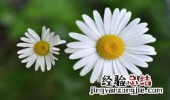 洋甘菊栽培方法 洋甘菊如何栽培