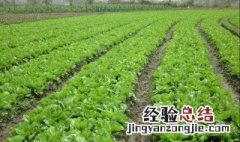 芥菜南方种植方法 芥菜南方种植方法是什么