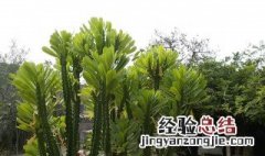 植物霸王鞭的养殖方法 绿植霸王鞭的养殖方法