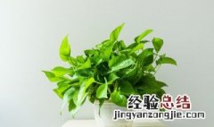 绿植养殖技巧 绿植养殖妙招