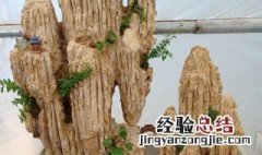 吸水石植物小窍门 吸水石植物小窍门图片