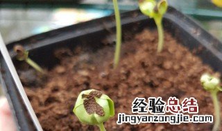 牵牛种子怎么种植 牵牛种子怎么种植视频