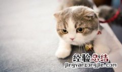 猫砂怎么用 一次放多少 猫砂怎么用