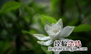 小叶栀子花修剪时间和方法 栀子花修剪时间和方法