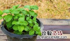 盆栽薄荷怎么养殖 盆栽薄荷怎么养