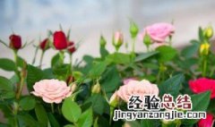 盆栽小玫瑰花怎么养殖 盆栽小玫瑰花怎么养殖?