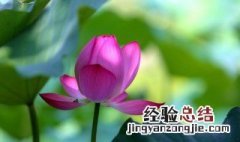 什么花粉最好 什么花粉非常好