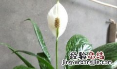 一帆风顺花叶子发黄干枯怎么办 一帆风顺花叶子发黄怎么办