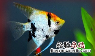 神仙鱼换水方法 神仙鱼怎么换水