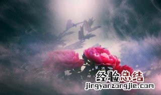 花数量的含义 花的数量代表的含义