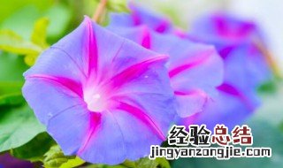 牵牛花有哪些特点 牵牛花有什么特点