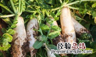 大萝卜的储存方法有哪几种图片 大萝卜的储存方法有哪几种