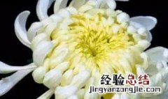 盘丝菊栽培方法 如何栽培盘丝菊