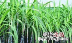 甜柑种植方法 种植的方法介绍