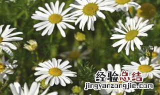 洋菊花养殖方法 洋菊花怎么养殖