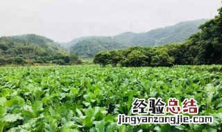 菜心种植时间和方法 需要注意什么工作呢