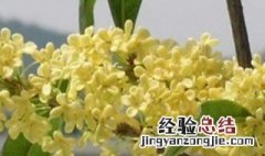 桂花采摘方法 桂花是怎么采摘的