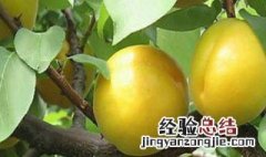 香杏的种植方法 如何种植香杏