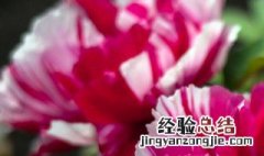 开花期间施什么肥好 欧月开花期间施什么肥好