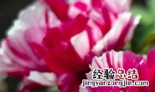 开花期间施什么肥好 欧月开花期间施什么肥好