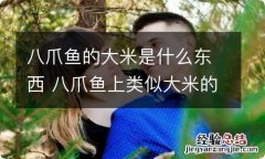 八爪鱼的大米是什么东西 八爪鱼上类似大米的东西是什么