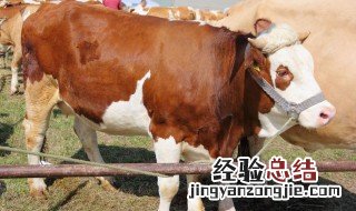 刚开始养牛的养殖方法 刚开始养牛的养殖方法有哪些