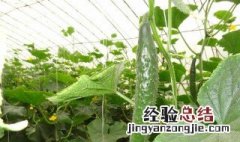 黄瓜藤种植方法 黄瓜藤蔓