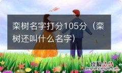 栾树还叫什么名字 栾树名字打分105分