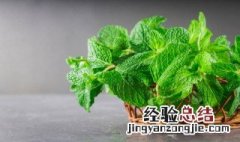 鲜薄荷叶怎么保存 鲜薄荷叶怎么保存才好