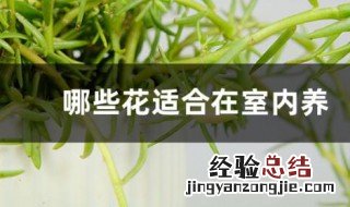 室内养的花有哪些 什么花适合在室内养