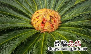 铁树开花是什么生肖动物 铁树开花是什么生肖