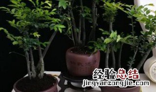 辟邪的植物有哪些 什么植物能辟邪