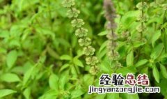 荆芥菜有很多功效 荆芥菜有什么功效