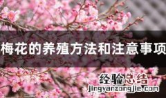 梅花的养殖方法和注意事项 需要怎么浇水呢