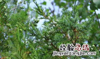 柏树的种子种植方法 柏树的种子种植方法是什么呢