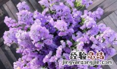 勿忘我花怎么种植 勿忘我花怎么养