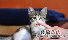 猫咪咬人怎么办 猫咪咬人怎么办,一个小妙招让它再也不敢