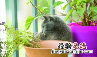 猫薄荷怎么用 猫薄荷怎么用在猫抓板