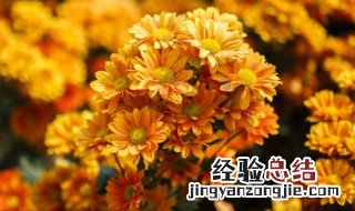 青驰菊又叫什么菊 青驰菊的又名